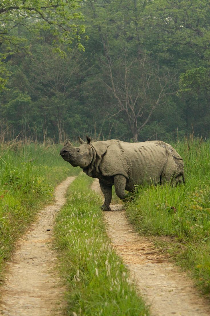 Kaziranga Safari Tour