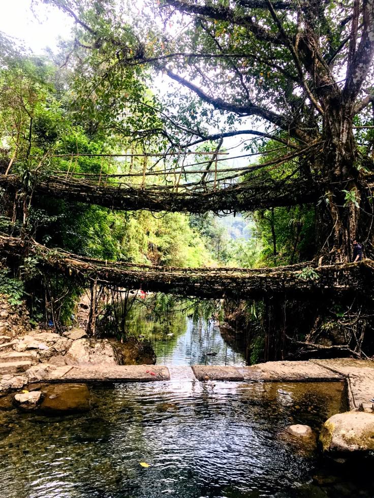 Double Decker Living Root Bridge